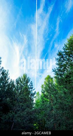 Kiefernwald und weiße Flugbahnen am Himmel Stockfoto