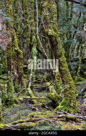 Porträtansicht des alten, grünen Waldes am Cradle Mountain in Tasmanien mit dichter Wildnis und moosigen, mit Flechten bedeckten Baumstämmen Stockfoto