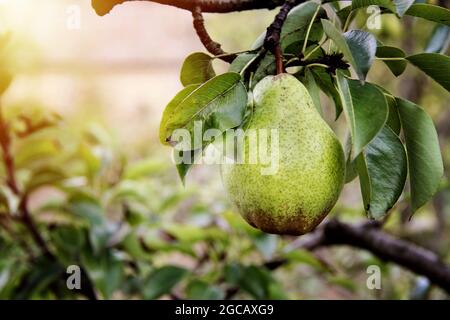 William Birne auf Baum im Garten Stockfoto