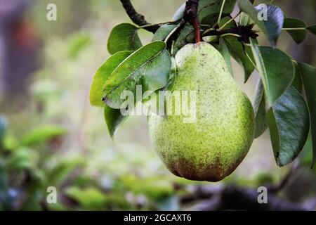 William Birne auf Baum Stockfoto