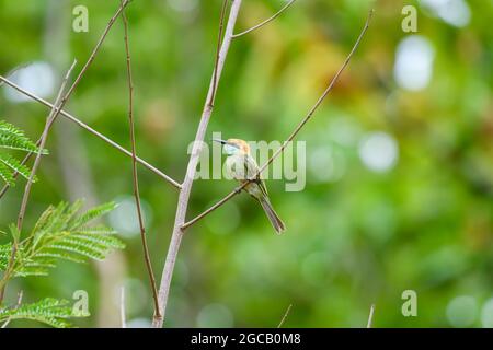 Kleiner grüner Bienenfresser, der im tropischen Regenwald, im Khao Yai National Park, dem UNESCO-Weltkulturerbe, unter dem Namen „Dong Phayaye“, auf einem Zweig rast Stockfoto