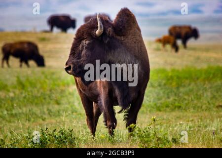 Ein Büffel, der auf einer Präriefarm in der Nähe von Head hoch steht, wurde in Buffalo Jump in Alberta, Kanada, zerschlagen. Stockfoto