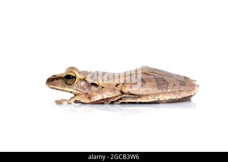 Bild von gewöhnlichem Baumfrosch, viersäumtem Baumfrosch, goldenem Baumfrosch (Polypedates leucomystax) auf weißem Hintergrund. Tier. Amphibien. Stockfoto