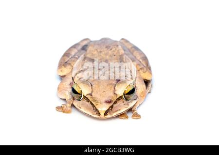 Bild von gewöhnlichem Baumfrosch, viersäumtem Baumfrosch, goldenem Baumfrosch (Polypedates leucomystax) auf weißem Hintergrund. Tier. Amphibien. Stockfoto