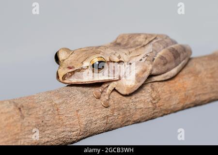 Bild von gewöhnlicher Baumfrosch, vierliniger Baumfrosch, goldener Baumfrosch (Polypedates leucomystax) auf einem Ast. Tier. Amphibien. Stockfoto