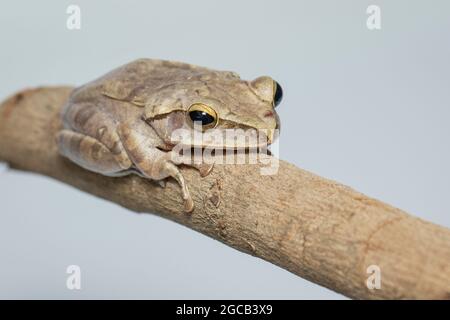 Bild von gewöhnlicher Baumfrosch, vierliniger Baumfrosch, goldener Baumfrosch (Polypedates leucomystax) auf einem Ast. Tier. Amphibien. Stockfoto