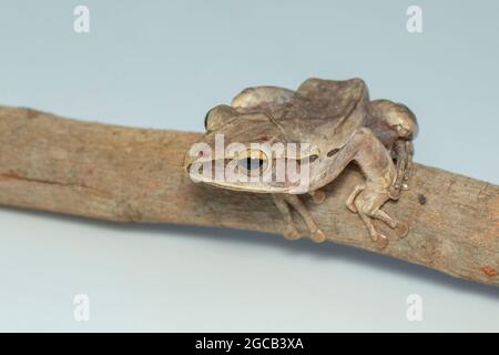 Bild von gewöhnlicher Baumfrosch, vierliniger Baumfrosch, goldener Baumfrosch (Polypedates leucomystax) auf einem Ast. Tier. Amphibien. Stockfoto