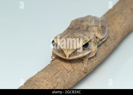 Bild von gewöhnlicher Baumfrosch, vierliniger Baumfrosch, goldener Baumfrosch (Polypedates leucomystax) auf einem Ast. Tier. Amphibien. Stockfoto