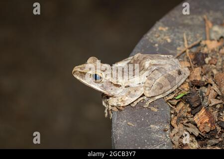 Bild von gewöhnlichem Baumfrosch, viersäurigen Baumfrosch, goldenem Baumfrosch (Polypedates leucomystax) auf dem natürlichen Hintergrund. Tier. Amphibien. Stockfoto