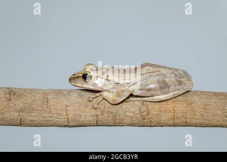 Bild von gewöhnlicher Baumfrosch, vierliniger Baumfrosch, goldener Baumfrosch (Polypedates leucomystax) auf einem Ast. Tier. Amphibien. Stockfoto