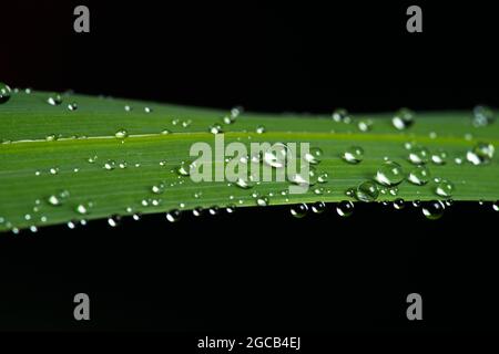Wassertau-Tröpfchen auf grünem Blatt verdunkeln schwarzen Hintergrund Stockfoto