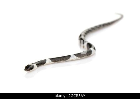 Bild einer kleinen Schlange (Lycodon laoensis) auf weißem Hintergrund., Reptil,. Tiere Stockfoto