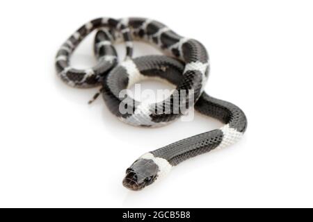 Bild einer kleinen Schlange (Lycodon laoensis) auf weißem Hintergrund., Reptil,. Tiere Stockfoto