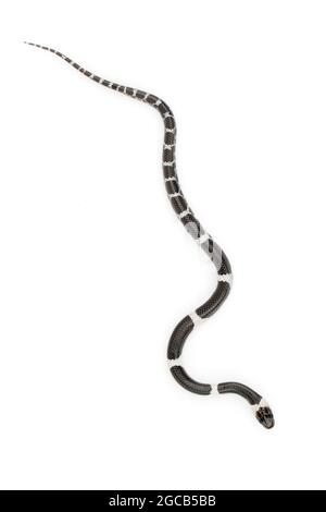 Bild einer kleinen Schlange (Lycodon laoensis) auf weißem Hintergrund., Reptil,. Tiere Stockfoto