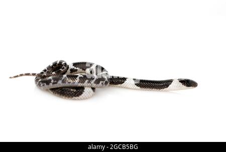 Bild einer kleinen Schlange (Lycodon laoensis) auf weißem Hintergrund., Reptil,. Tiere Stockfoto
