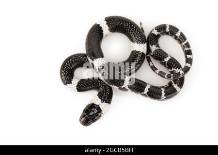 Bild einer kleinen Schlange (Lycodon laoensis) auf weißem Hintergrund., Reptil,. Tiere Stockfoto