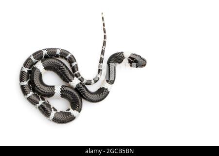 Bild einer kleinen Schlange (Lycodon laoensis) auf weißem Hintergrund., Reptil,. Tiere Stockfoto