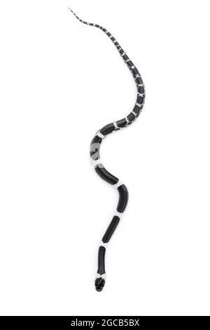 Bild einer kleinen Schlange (Lycodon laoensis) auf weißem Hintergrund., Reptil,. Tiere Stockfoto