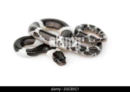 Bild einer kleinen Schlange (Lycodon laoensis) auf weißem Hintergrund., Reptil,. Tiere Stockfoto