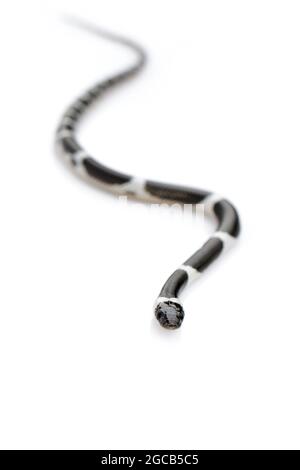 Bild einer kleinen Schlange (Lycodon laoensis) auf weißem Hintergrund., Reptil,. Tiere Stockfoto