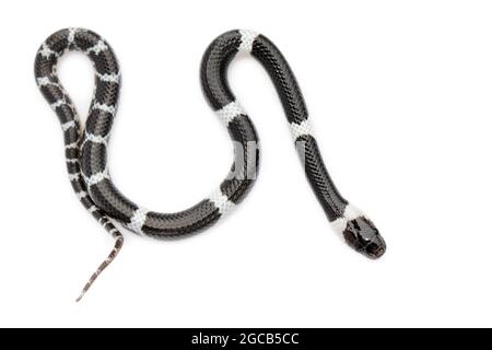 Bild einer kleinen Schlange (Lycodon laoensis) auf weißem Hintergrund., Reptil,. Tiere Stockfoto