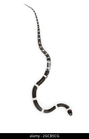 Bild einer kleinen Schlange (Lycodon laoensis) auf weißem Hintergrund., Reptil,. Tiere Stockfoto