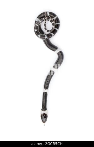 Bild einer kleinen Schlange (Lycodon laoensis) auf weißem Hintergrund., Reptil,. Tiere Stockfoto
