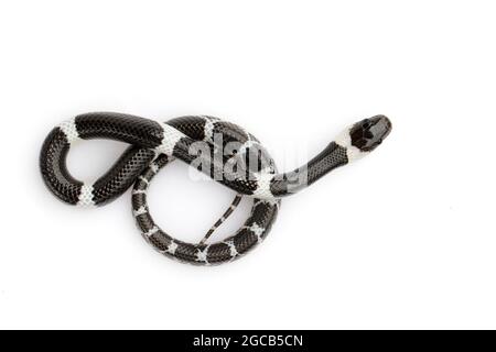 Bild einer kleinen Schlange (Lycodon laoensis) auf weißem Hintergrund., Reptil,. Tiere Stockfoto