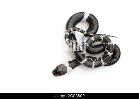 Bild einer kleinen Schlange (Lycodon laoensis) auf weißem Hintergrund., Reptil,. Tiere Stockfoto