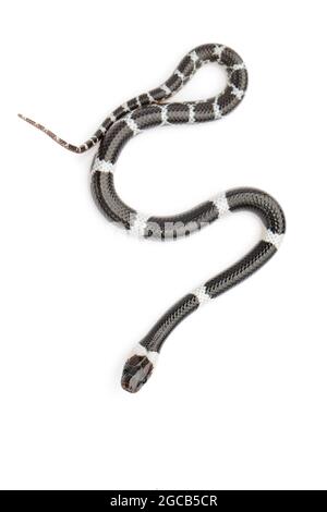 Bild einer kleinen Schlange (Lycodon laoensis) auf weißem Hintergrund., Reptil,. Tiere Stockfoto