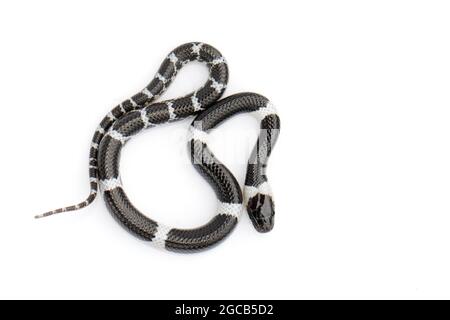 Bild einer kleinen Schlange (Lycodon laoensis) auf weißem Hintergrund., Reptil,. Tiere Stockfoto