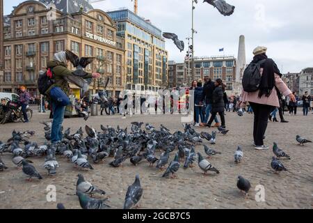 Touristen füttern Tauben in Dam-Platz, Amsterdam, Niederlande. Stockfoto