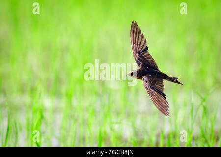 Bild einer Schwalbe, die mitten auf einem Feld auf einem natürlichen Hintergrund fliegt. Vogel. Tier. Stockfoto