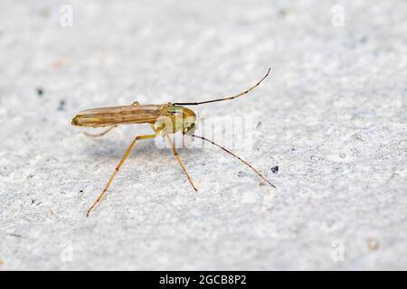 Bild eines Chironomiden oder nicht beißende Mücken auf weißem Hintergrund. Insekt. Tier. Stockfoto