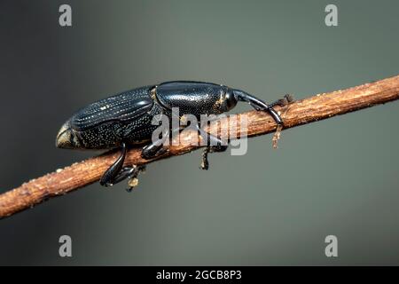 Abbildung des Bananenwurzelbohrers (Cosmopolites sordidus) auf den Ästen auf natürlichem Hintergrund. Insekt. Tier. Stockfoto