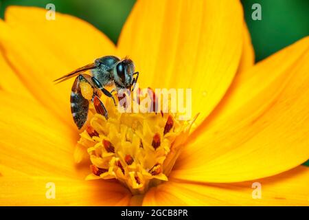 Bild von Biene oder Honigbiene auf gelbe Blume sammelt Nektar. Goldene Honigbiene auf Blütenpollen. Insekt. Tier Stockfoto