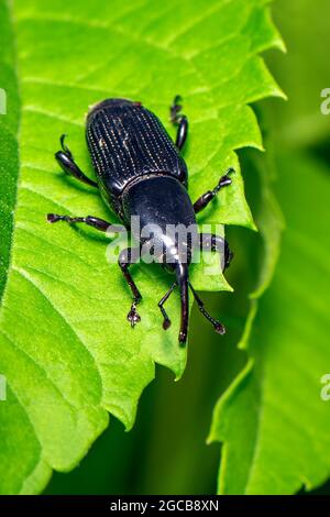 Abbildung eines Bananenwurzelkäfer (Cosmopolites sordidus) auf grünen Blättern auf natürlichem Hintergrund. Insekt. Tier. Stockfoto