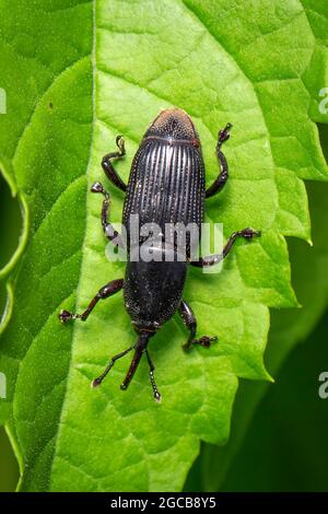 Abbildung eines Bananenwurzelkäfer (Cosmopolites sordidus) auf grünen Blättern auf natürlichem Hintergrund. Insekt. Tier. Stockfoto