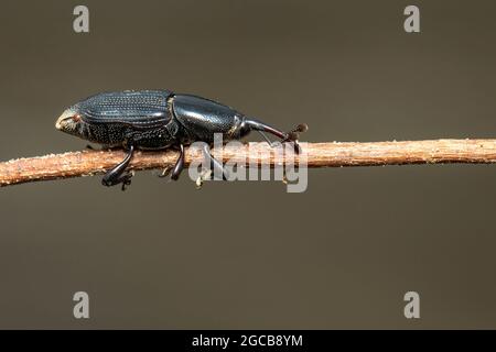 Abbildung des Bananenwurzelbohrers (Cosmopolites sordidus) auf den Ästen auf natürlichem Hintergrund. Insekt. Tier. Stockfoto