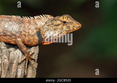 Bild von braunem Chamäleon auf den Baumstümpfen auf dem natürlichen Hintergrund. Reptil. Tier. Stockfoto