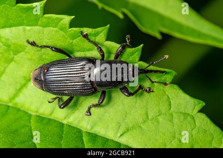 Abbildung eines Bananenwurzelkäfer (Cosmopolites sordidus) auf grünen Blättern auf natürlichem Hintergrund. Insekt. Tier. Stockfoto