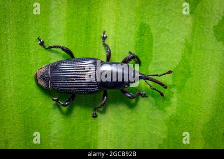 Abbildung eines Bananenwurzelkäfer (Cosmopolites sordidus) auf grünen Blättern auf natürlichem Hintergrund. Insekt. Tier. Stockfoto