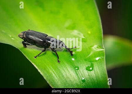 Abbildung eines Bananenwurzelkäfer (Cosmopolites sordidus) auf grünen Blättern auf natürlichem Hintergrund. Insekt. Tier. Stockfoto