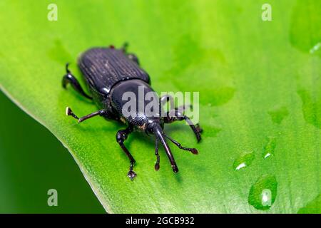 Abbildung eines Bananenwurzelkäfer (Cosmopolites sordidus) auf grünen Blättern auf natürlichem Hintergrund. Insekt. Tier. Stockfoto