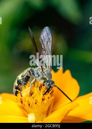 Bild von Bienenwolf oder Bienenwölfen (Philanthus) auf gelber Blume auf natürlichem Hintergrund. Sind Bienenjäger oder Bienenmörder Wespen., Insekt. Tier. Stockfoto
