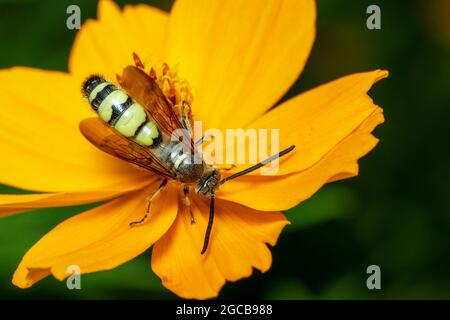 Bild von Bienenwolf oder Bienenwölfen (Philanthus) auf gelber Blume auf natürlichem Hintergrund. Sind Bienenjäger oder Bienenmörder Wespen., Insekt. Tier. Stockfoto
