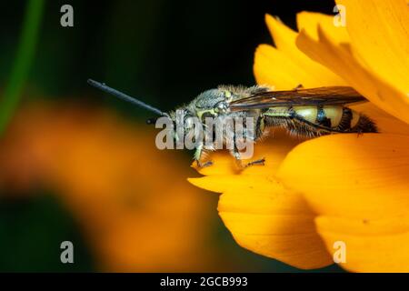 Bild von Bienenwolf oder Bienenwölfen (Philanthus) auf gelber Blume auf natürlichem Hintergrund. Sind Bienenjäger oder Bienenmörder Wespen., Insekt. Tier. Stockfoto
