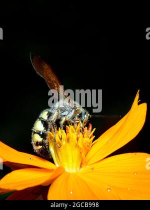 Bild von Bienenwolf oder Bienenwölfen (Philanthus) auf gelber Blume auf natürlichem Hintergrund. Sind Bienenjäger oder Bienenmörder Wespen., Insekt. Tier. Stockfoto