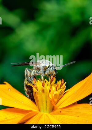 Bild von Bienenwolf oder Bienenwölfen (Philanthus) auf gelber Blume auf natürlichem Hintergrund. Sind Bienenjäger oder Bienenmörder Wespen., Insekt. Tier. Stockfoto