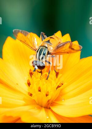 Bild von Blumenfliege oder Schwebefliege (Helophilus insignis) auf gelber Blume Pollen saugen Nektar auf natürlichem Hintergrund. Insekt. Tier. Stockfoto